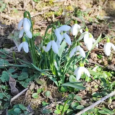 Erdoszelen Haziko Vendeghaz * 凯达库塔尼